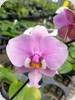 Phal. schilleriana Pink Butterfly x M606
